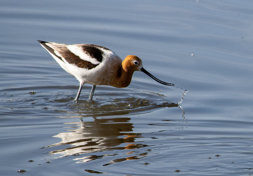 An American avocet searches for food at Belmar Park in April 2022.